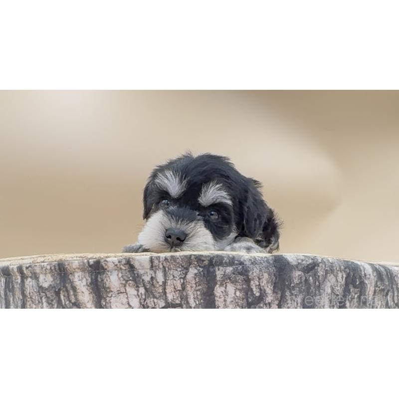 販売中の愛知県のミニチュアシュナウザー-445535の5枚目