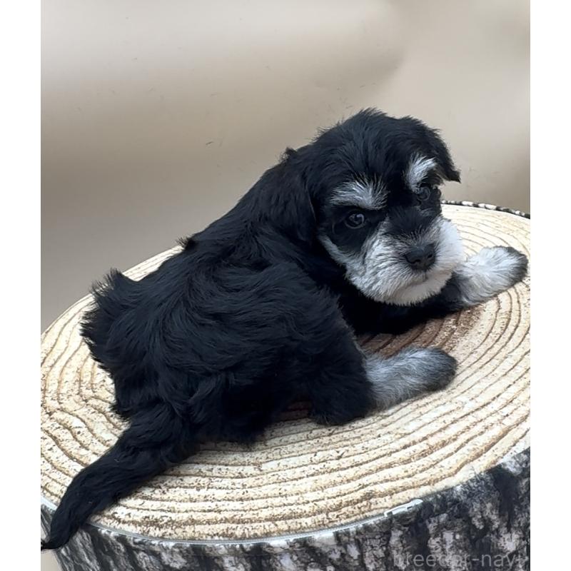 販売中の愛知県のミニチュアシュナウザー-445535の4枚目