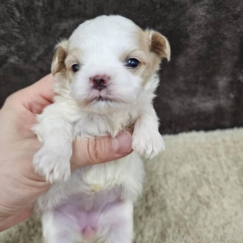 販売中の埼玉県のマルプー:マルチーズ×トイプードル-445529の9枚目