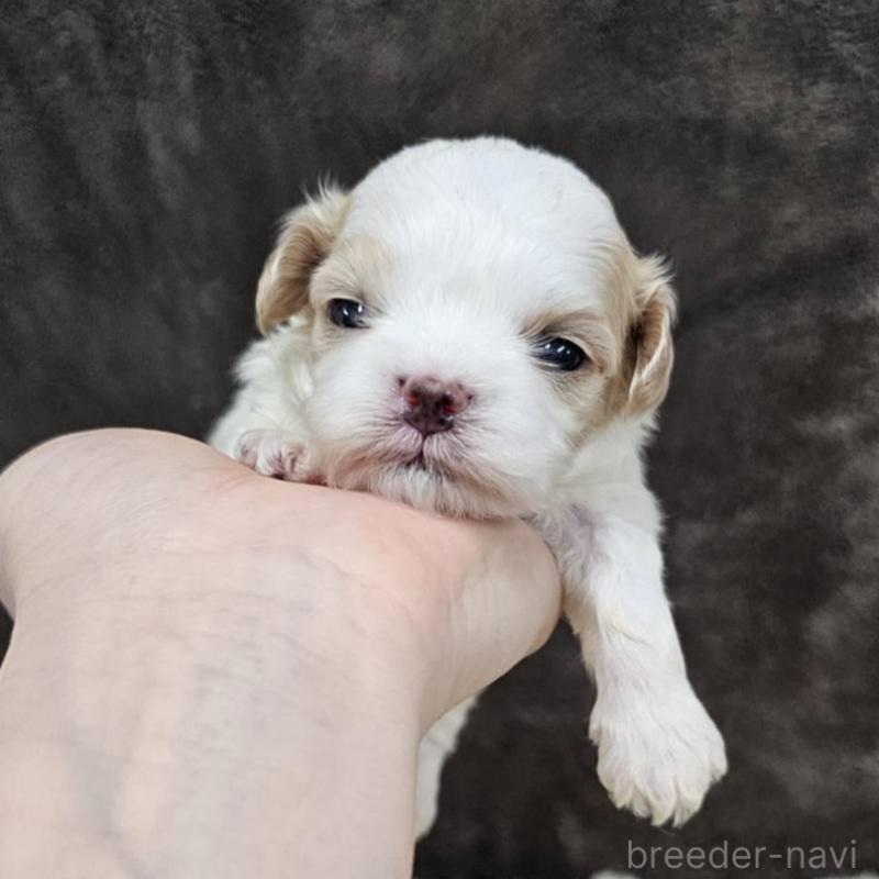 販売中の埼玉県のマルプー:マルチーズ×トイプードル-445529の8枚目