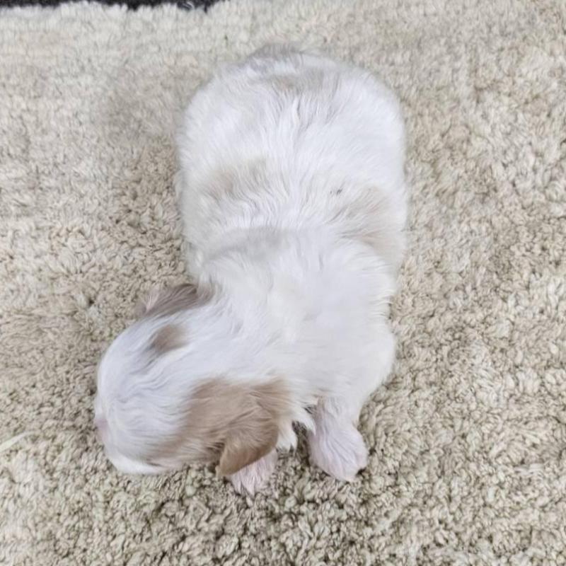 販売中の埼玉県のマルプー:マルチーズ×トイプードル-445529の6枚目