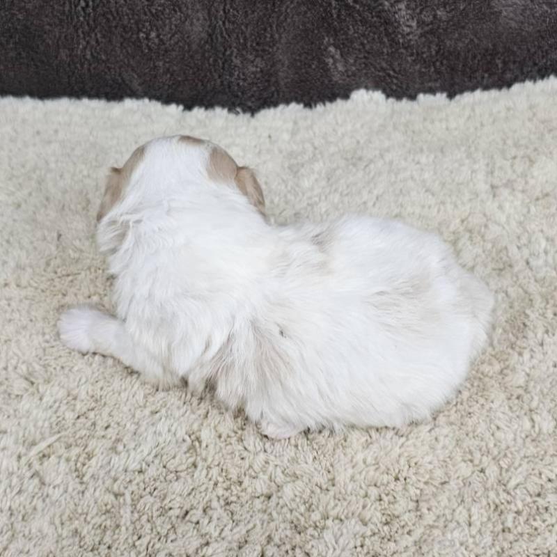 販売中の埼玉県のマルプー:マルチーズ×トイプードル-445529の5枚目