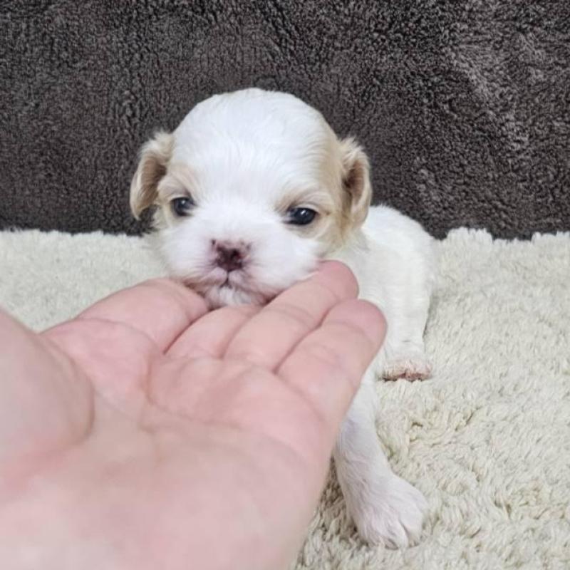 販売中の埼玉県のマルプー:マルチーズ×トイプードル-445529の4枚目