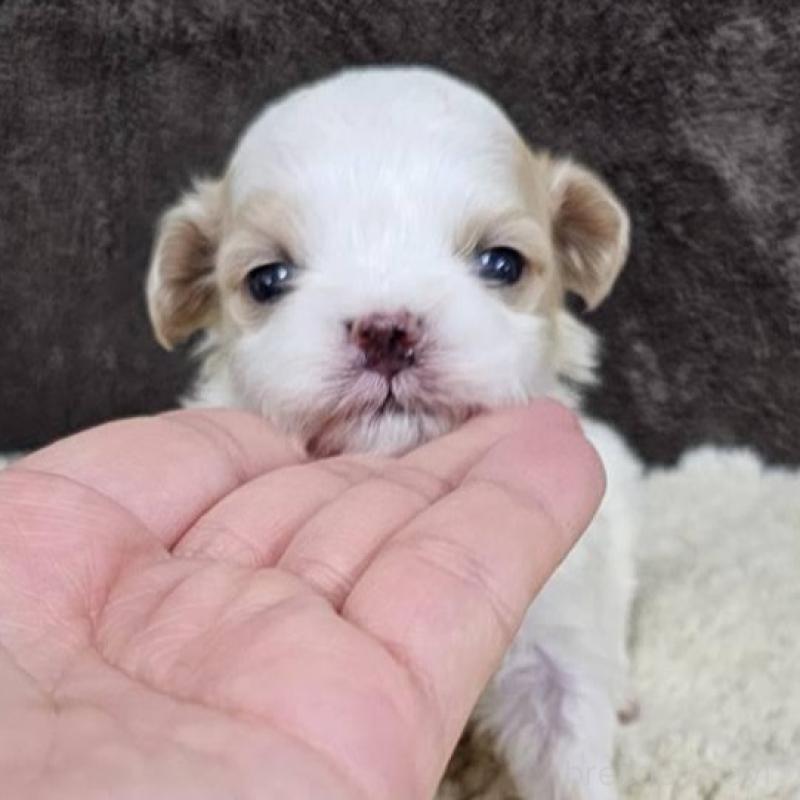 販売中の埼玉県のマルプー:マルチーズ×トイプードル-445529