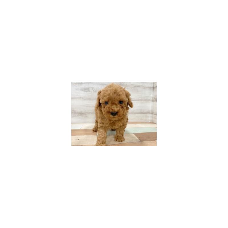 販売中の新潟県のトイプードル-445534の3枚目