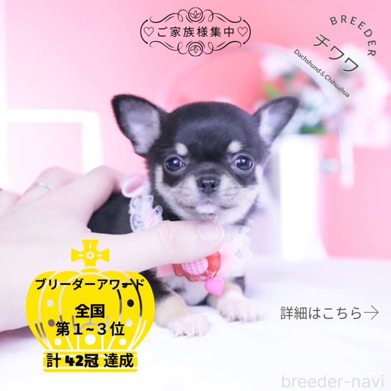 販売中の愛知県のチワワ(スムースコート)-443286