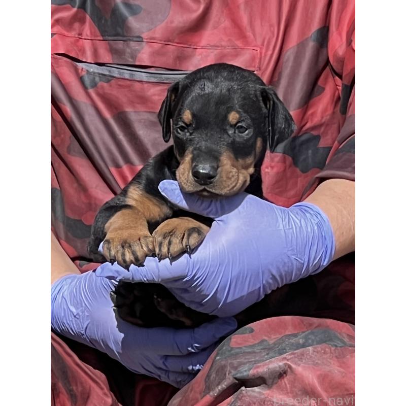 販売中の福岡県のドーベルマン-445536の1枚目