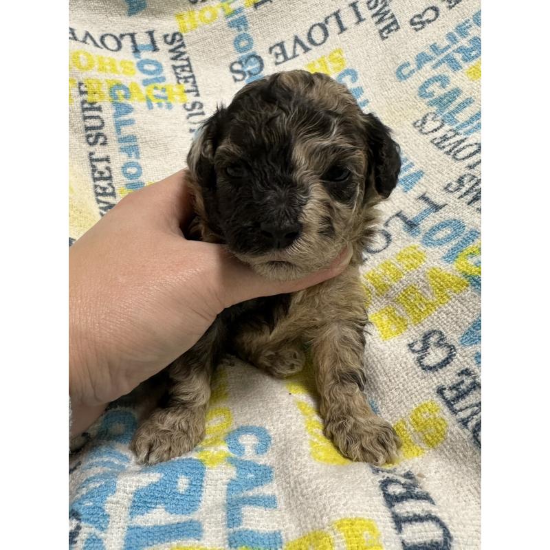 販売中の岡山県のチワプー:チワワ×トイプードル-445537の6枚目