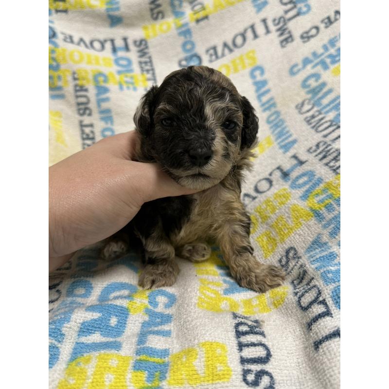 販売中の岡山県のチワプー:チワワ×トイプードル-445537の5枚目