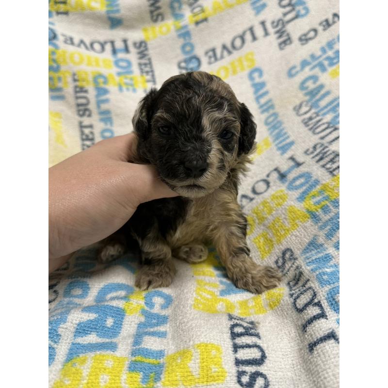 販売中の岡山県のチワプー:チワワ×トイプードル-445537の1枚目