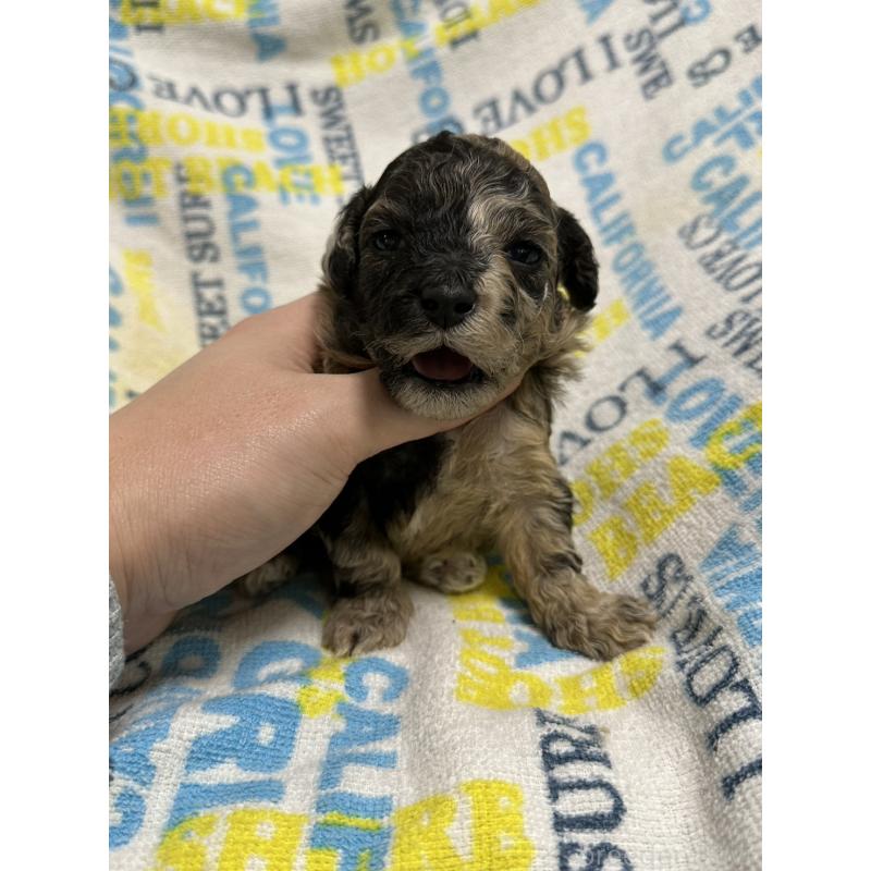 販売中の岡山県のチワプー:チワワ×トイプードル-445537の3枚目