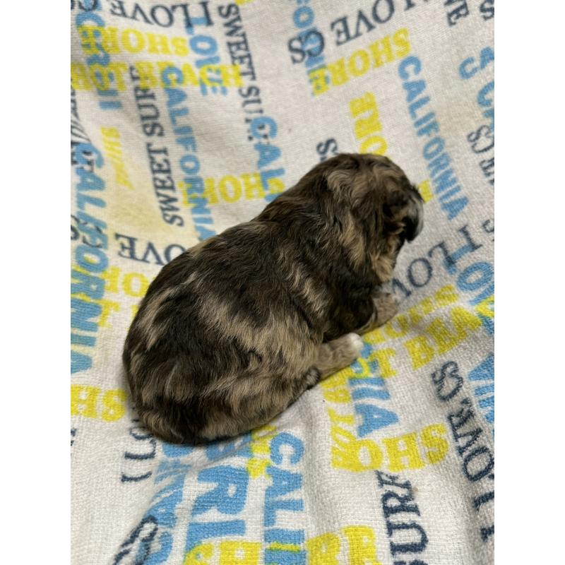 販売中の岡山県のチワプー:チワワ×トイプードル-445537の2枚目