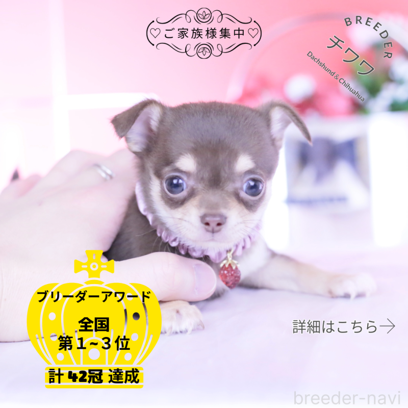 販売中の愛知県のチワワ(スムースコート)-443284