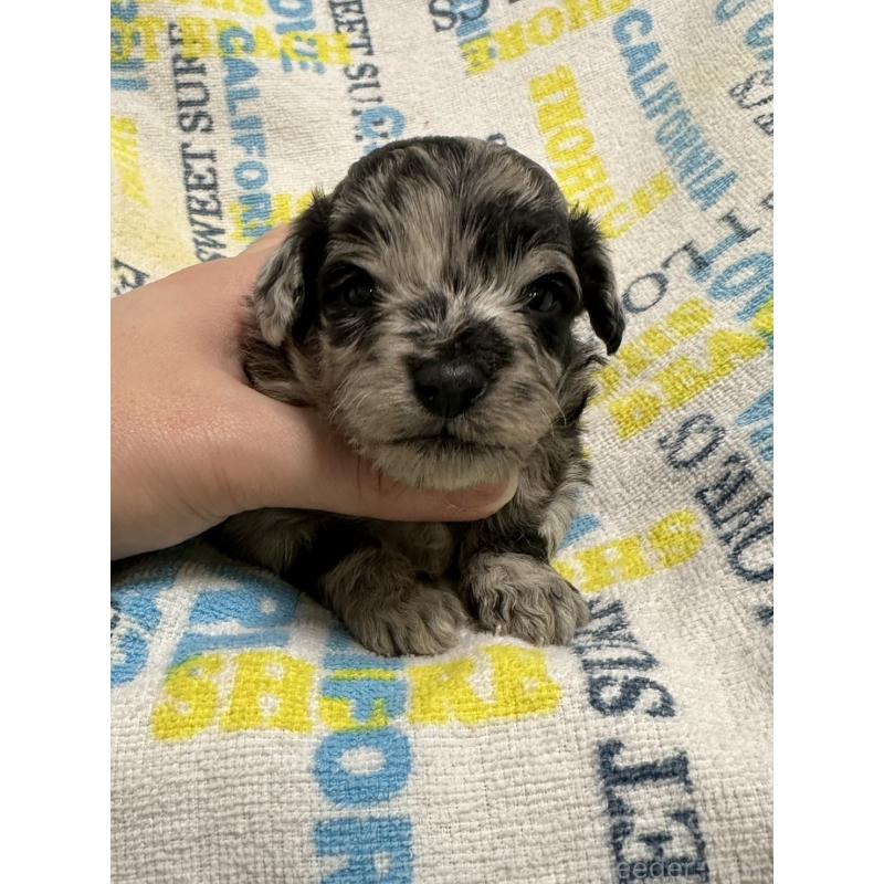 販売中の岡山県のチワプー:チワワ×トイプードル-445538の8枚目