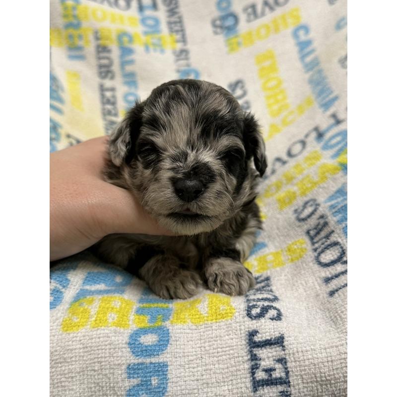 販売中の岡山県のチワプー:チワワ×トイプードル-445538の7枚目