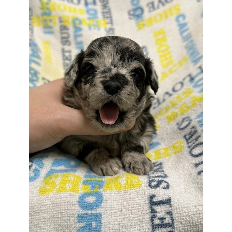 販売中の岡山県のチワプー:チワワ×トイプードル-445538の6枚目