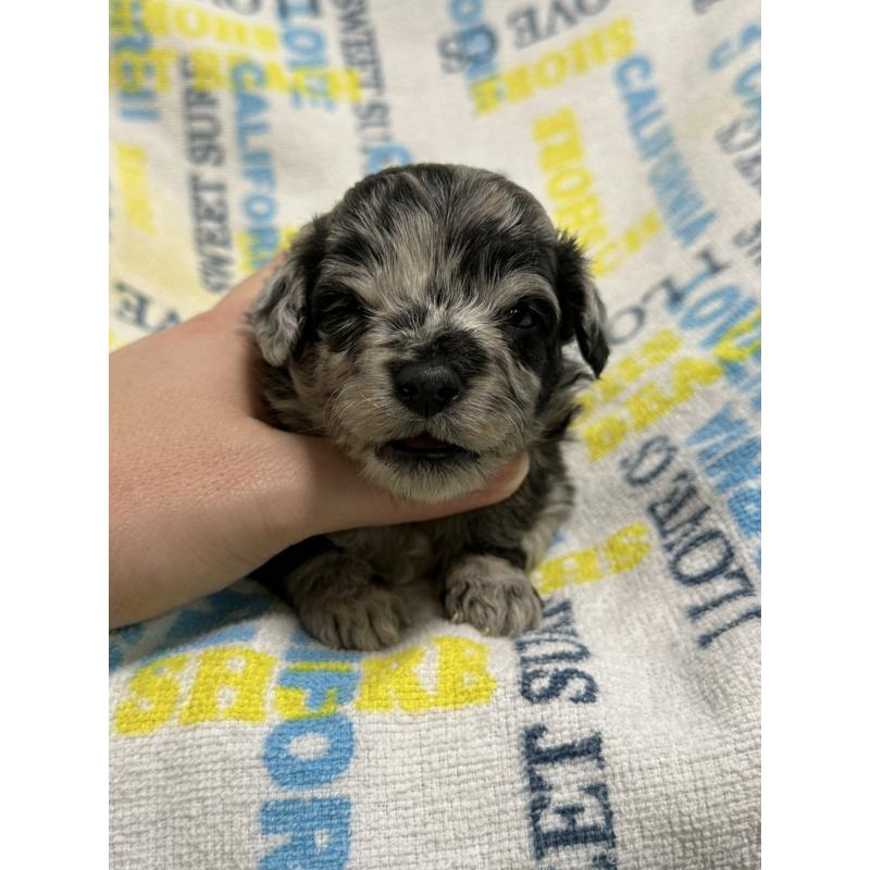 販売中の岡山県のチワプー:チワワ×トイプードル-445538の5枚目