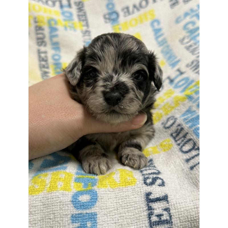 販売中の岡山県のチワプー:チワワ×トイプードル-445538の4枚目