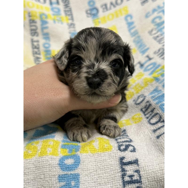 販売中の岡山県のチワプー:チワワ×トイプードル-445538の3枚目