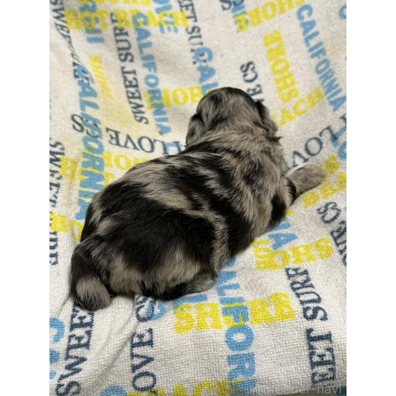 販売中の岡山県のチワプー:チワワ×トイプードル-445538の2枚目