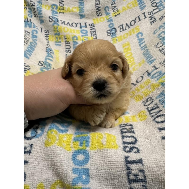 販売中の岡山県のチワプー:チワワ×トイプードル-445539の8枚目