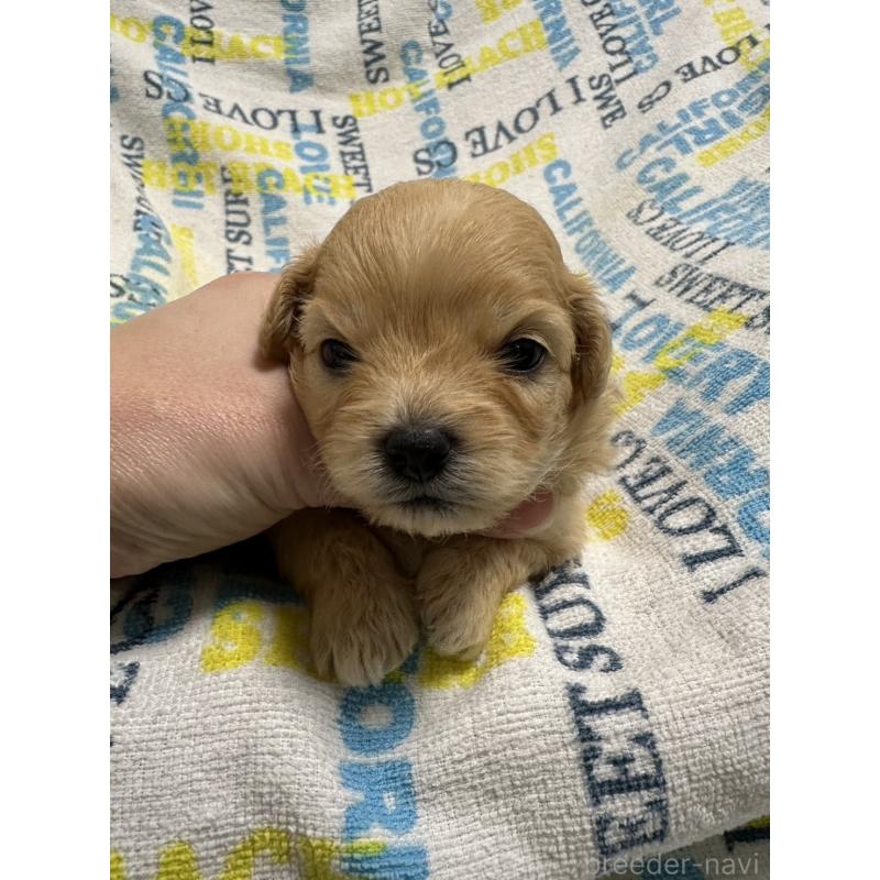 販売中の岡山県のチワプー:チワワ×トイプードル-445539の7枚目