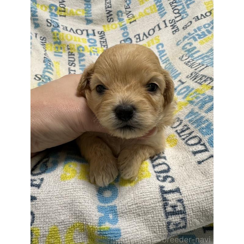 販売中の岡山県のチワプー:チワワ×トイプードル-445539の6枚目