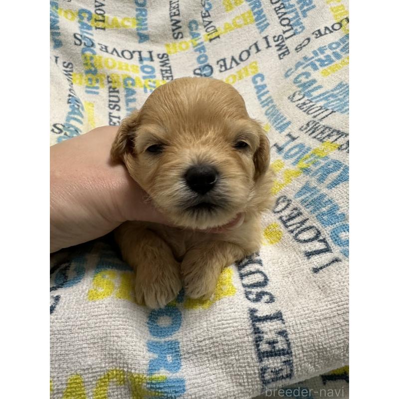 販売中の岡山県のチワプー:チワワ×トイプードル-445539の5枚目