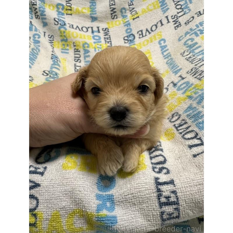 販売中の岡山県のチワプー:チワワ×トイプードル-445539の4枚目