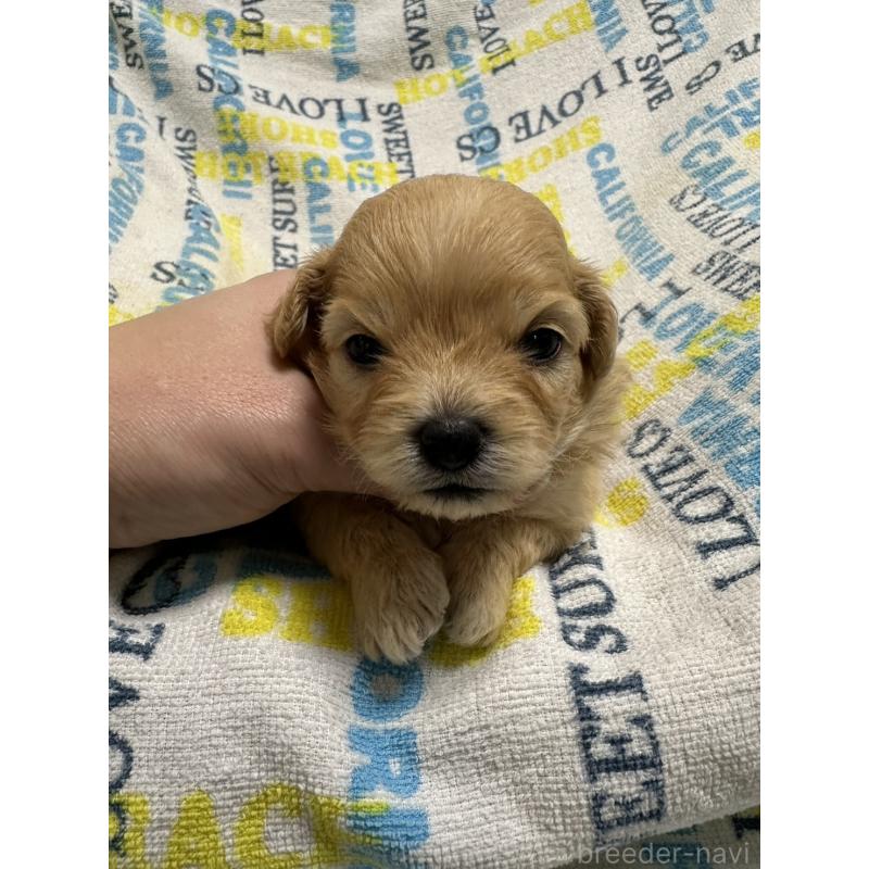 販売中の岡山県のチワプー:チワワ×トイプードル-445539