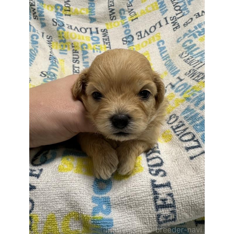 販売中の岡山県のチワプー:チワワ×トイプードル-445539の3枚目