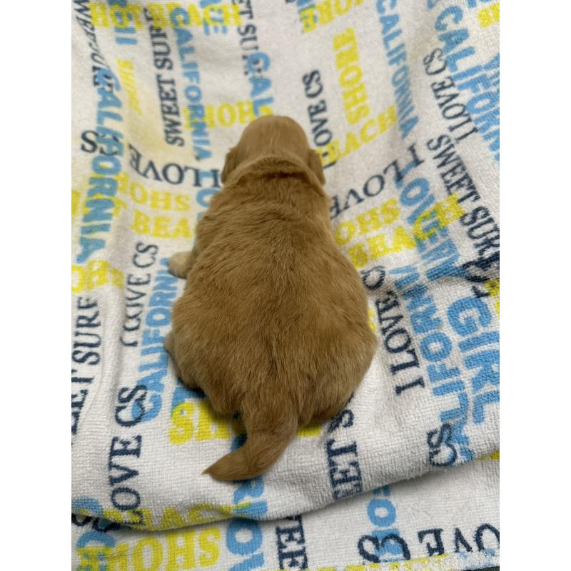 販売中の岡山県のチワプー:チワワ×トイプードル-445539の2枚目