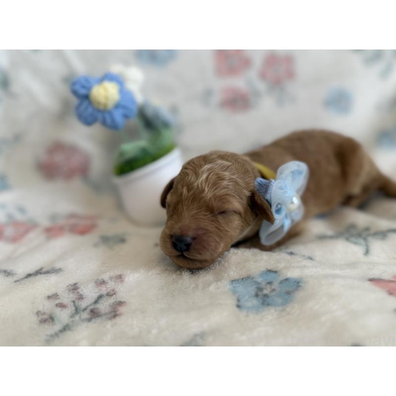 販売中の東京都のミディアムプードル-445540の3枚目