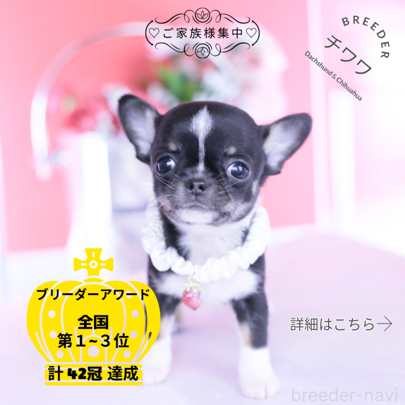 販売中の愛知県のチワワ(ロングコート)-443272