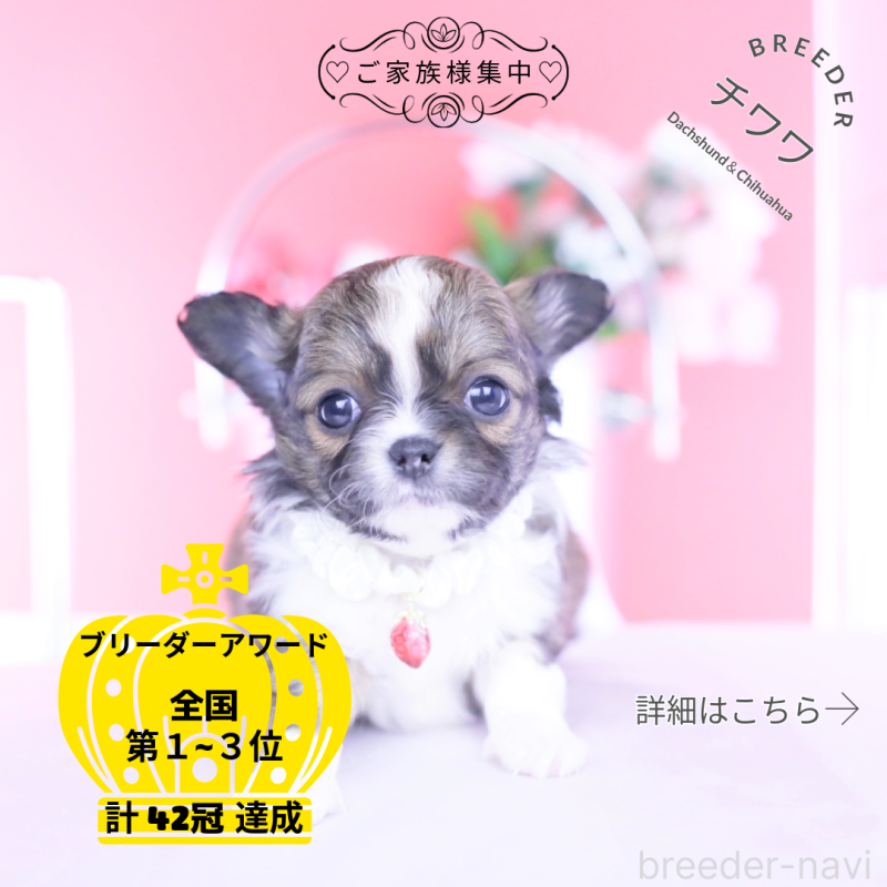 販売中の愛知県のチワワ(ロングコート)-443275