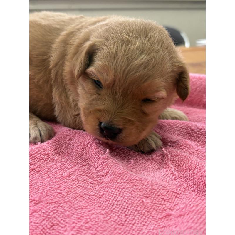 販売中の埼玉県のゴールデンドゥードル:ゴールデンレトリーバー×プードル-445544の3枚目