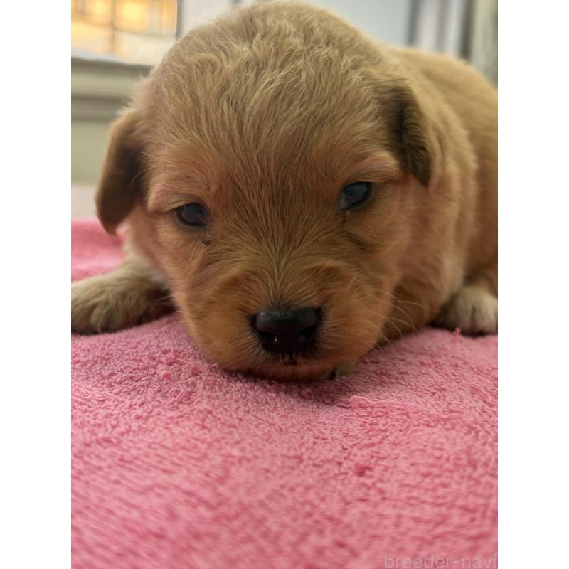 販売中の埼玉県のゴールデンドゥードル:ゴールデンレトリーバー×プードル-445544の2枚目