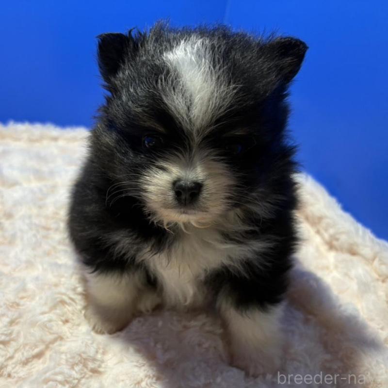 販売中の佐賀県のポメラニアン-445545の1枚目