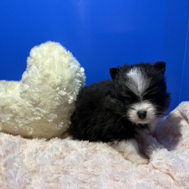 販売中の佐賀県のポメラニアン-445545の2枚目