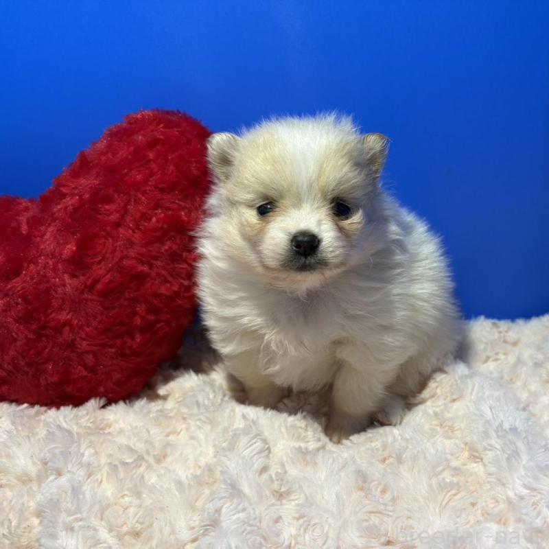 販売中の佐賀県のポメラニアン-445546