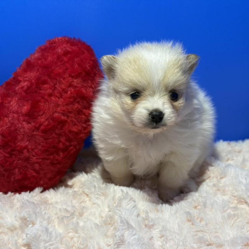 販売中の佐賀県のポメラニアン-445546の2枚目