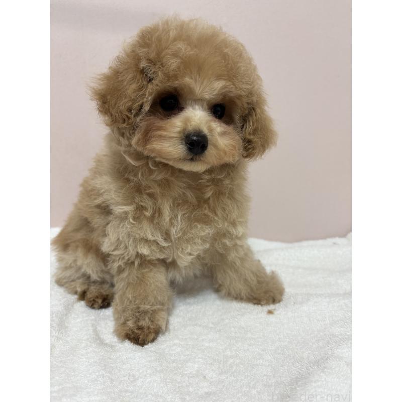 販売中の秋田県のティーカッププードル-435872