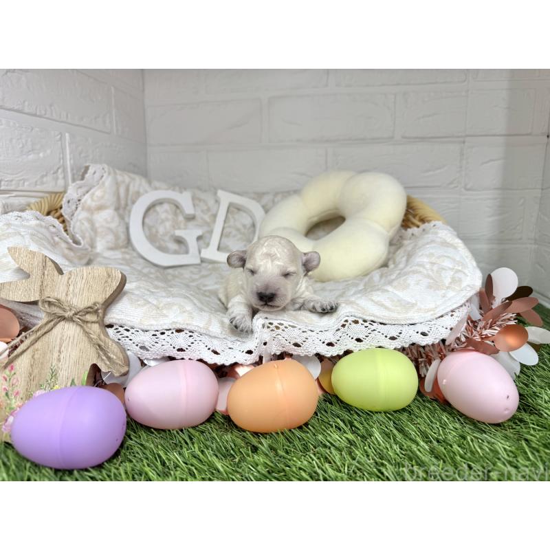 販売中の愛知県のトイプードル-445547の3枚目