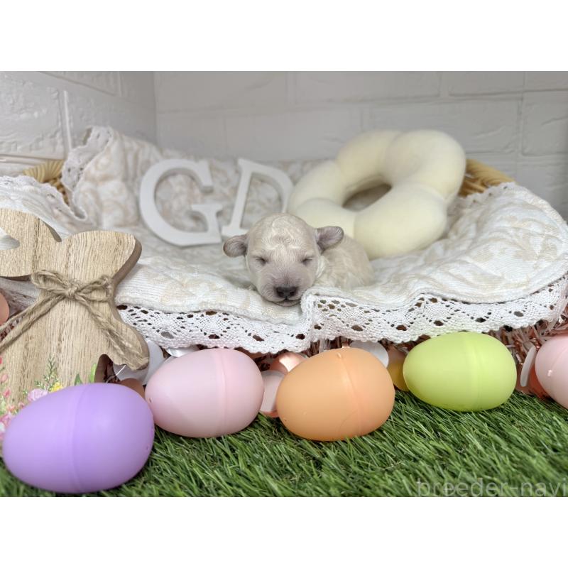 販売中の愛知県のトイプードル-445547の2枚目