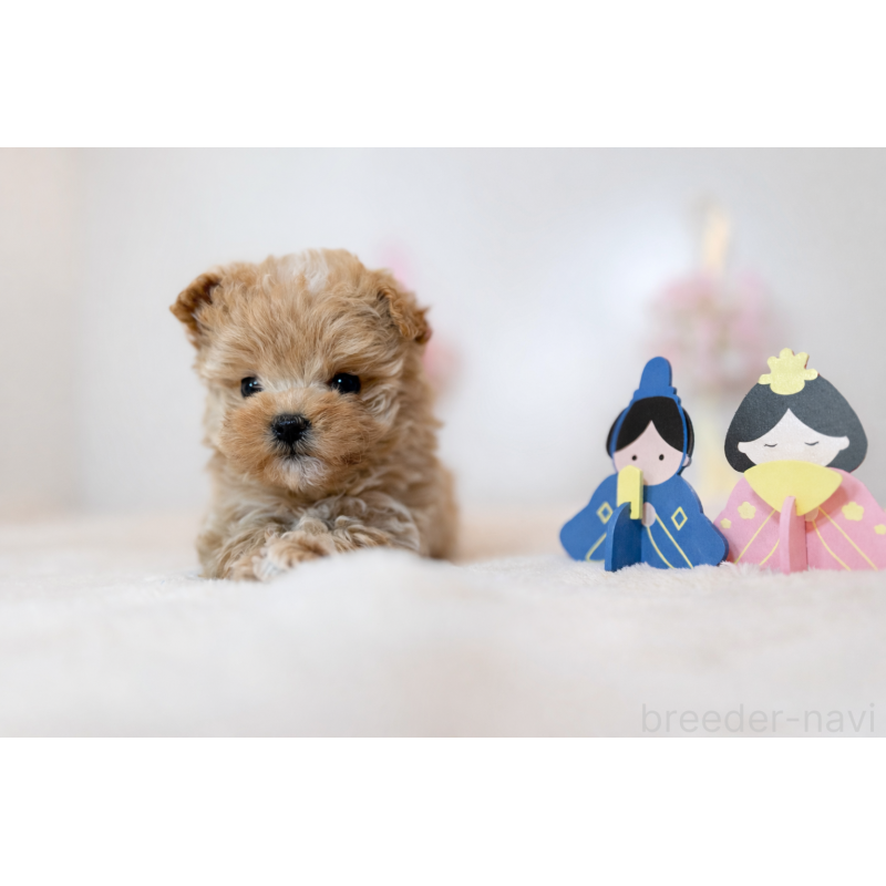 販売中の山口県のマルプー:マルチーズ×トイプードル-445548の2枚目