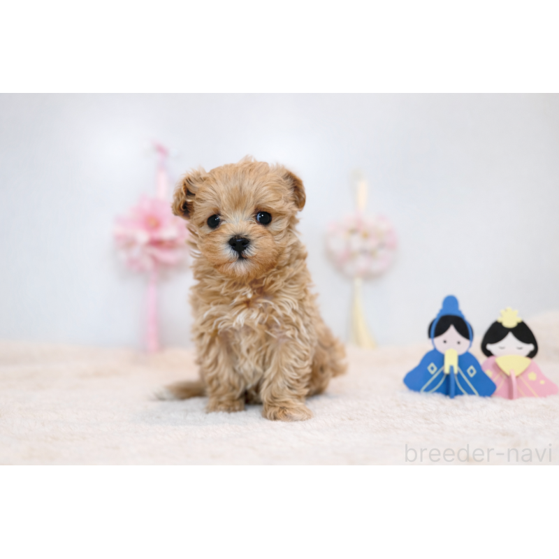 販売中の山口県のマルプー:マルチーズ×トイプードル-445549の3枚目