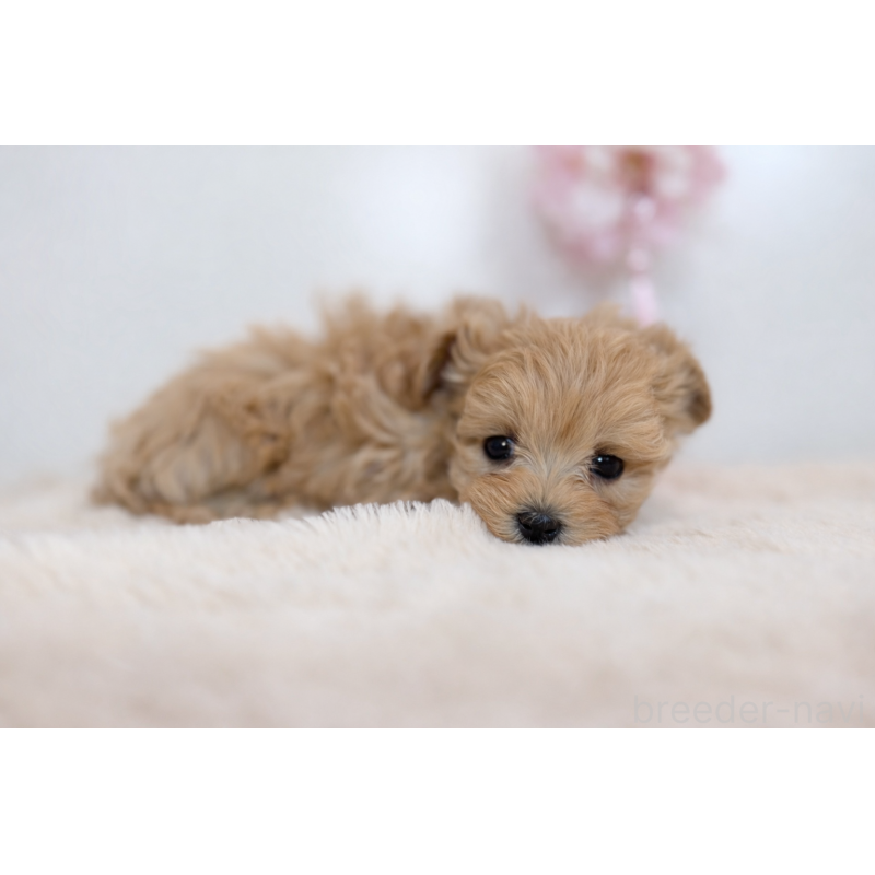 販売中の山口県のマルプー:マルチーズ×トイプードル-445549の2枚目