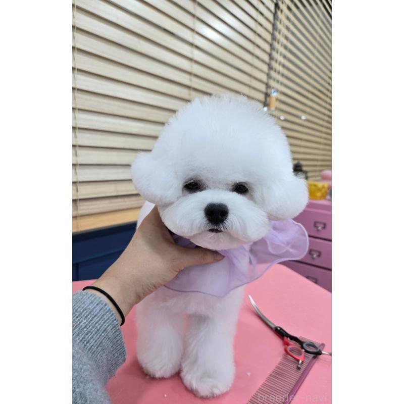 販売中の東京都のビションフリーゼ-445552の6枚目