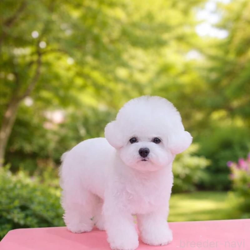 販売中の東京都のビションフリーゼ-445552の1枚目