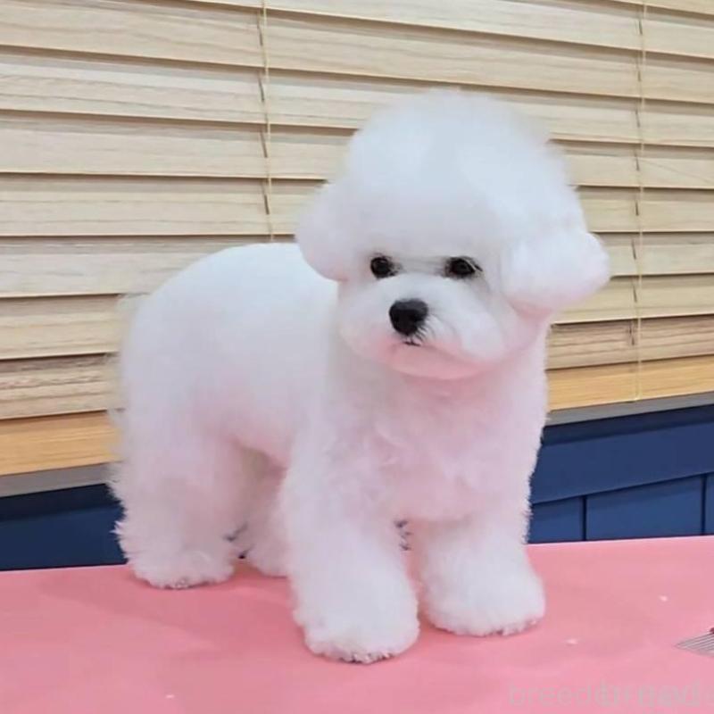 販売中の東京都のビションフリーゼ-445552の5枚目